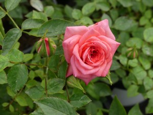 DOUBLE JOY (miniature)